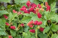 Loganberry plant with ripe loganberries growing in organic garden