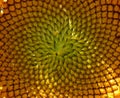 Logarithmic spiral in the sunflower