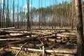 Logged area in a pine forest