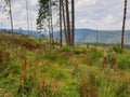 Logged forest in Apuseni mountains, Romania