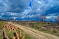 Logged pine forest