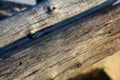 Logged trees next to each other and used in setting up temporary structures. Selective focus