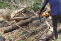 Logger Cut trees closeup detail