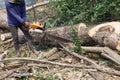 Logger Cut trees closeup detail