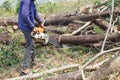 Logger Cut trees closeup detail