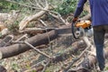 Logger Cut trees closeup detail work