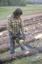 A logger cutting a felled log