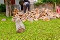 Logger is cutting firewood in the yard with chainsaw