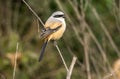 Logger head shrike