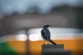 Logger Head Shrike (ludovicianus lanius