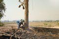 A lumberjack man uses a chainsaw to cut down a teak tree.