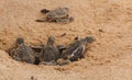 Loggerhead baby sea turtles hatching in a turtle farm in Sri Lanka, Hikkaduwa