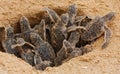 Loggerhead baby sea turtles hatching in a turtle farm in Sri Lanka, Hikkaduwa