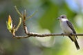 Loggerhead Kingbird (Tyrannus caudifasciatus) Royalty Free Stock Photo