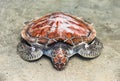 Loggerhead the loggerhead sea turtle rests on the water`s edge on the sand on the seashore Royalty Free Stock Photo