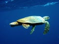 Loggerhead Sea Turtle