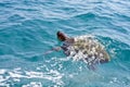 The Loggerhead Sea Turtle