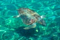 The loggerhead sea turtle also known as Caretta caretta is swimming under the Mediterrenian sea in Greece islands. Royalty Free Stock Photo