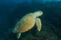 Loggerhead Sea Turtle-Caretta caretta Royalty Free Stock Photo