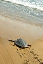 Loggerhead Sea Turtle (Caretta caretta)