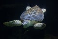 Loggerhead sea turtle Caretta caretta