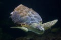 Loggerhead sea turtle Caretta caretta