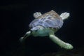 Loggerhead sea turtle Caretta caretta