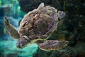 Loggerhead sea turtle (Caretta caretta).