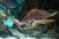 Loggerhead sea turtle (Caretta caretta). Royalty Free Stock Photo