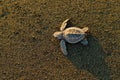 Loggerhead Sea Turtle, Caretta caretta, evening birth on the sand beach, Corcovado NP, Costa Rica. First minute of live, small