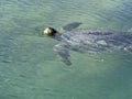 Loggerhead sea turtle, Caretta caretta is inhaled, Isabela Island, Galapagos, Ecuador Royalty Free Stock Photo