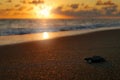 Loggerhead Sea Turtle, Caretta caretta, evening birth on the sand beach, Corcovado NP, Costa Rica. First minute of live, small