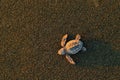 Loggerhead Sea Turtle, Caretta caretta, evening birth on the sand beach, Corcovado NP, Costa Rica. First minute of live, small