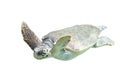 Loggerhead sea turtle Caretta caretta Royalty Free Stock Photo