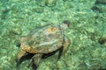 Loggerhead Sea Turtle-Caretta , swimming in the bay of Kasteloriz0