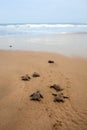 Loggerhead sea turtle emergence Royalty Free Stock Photo