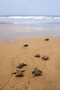 Loggerhead sea turtle emergence Royalty Free Stock Photo