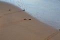 Loggerhead sea turtle emergence: the turtles emerge in a group and proceed to crawl down the beach