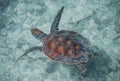 Loggerhead sea turtle. French Polynesia Royalty Free Stock Photo