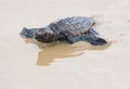 Loggerhead sea turtle hatchling