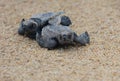 Loggerhead sea turtle hatchlings