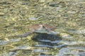 Loggerhead Sea Turtle in Mediterranean sea near Kalekoy, Kas, An