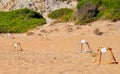 Loggerhead sea turtle nesting site