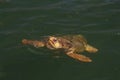 Loggerhead sea turtle surfacing to breath. Royalty Free Stock Photo