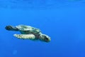 Loggerhead sea turtle swimming in a deep blue open ocean