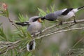 Loggerhead Shrike Feeding It`s Fledgling
