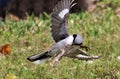 Loggerhead Shrike