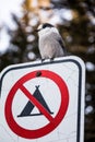 Loggerhead Shrike on a Interdiction to do Camping Sign during Wi