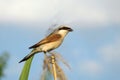 Loggerhead Shrike lanis ludovicianus