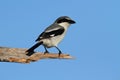 Loggerhead Shrike (Lanius ludovicianus) Royalty Free Stock Photo